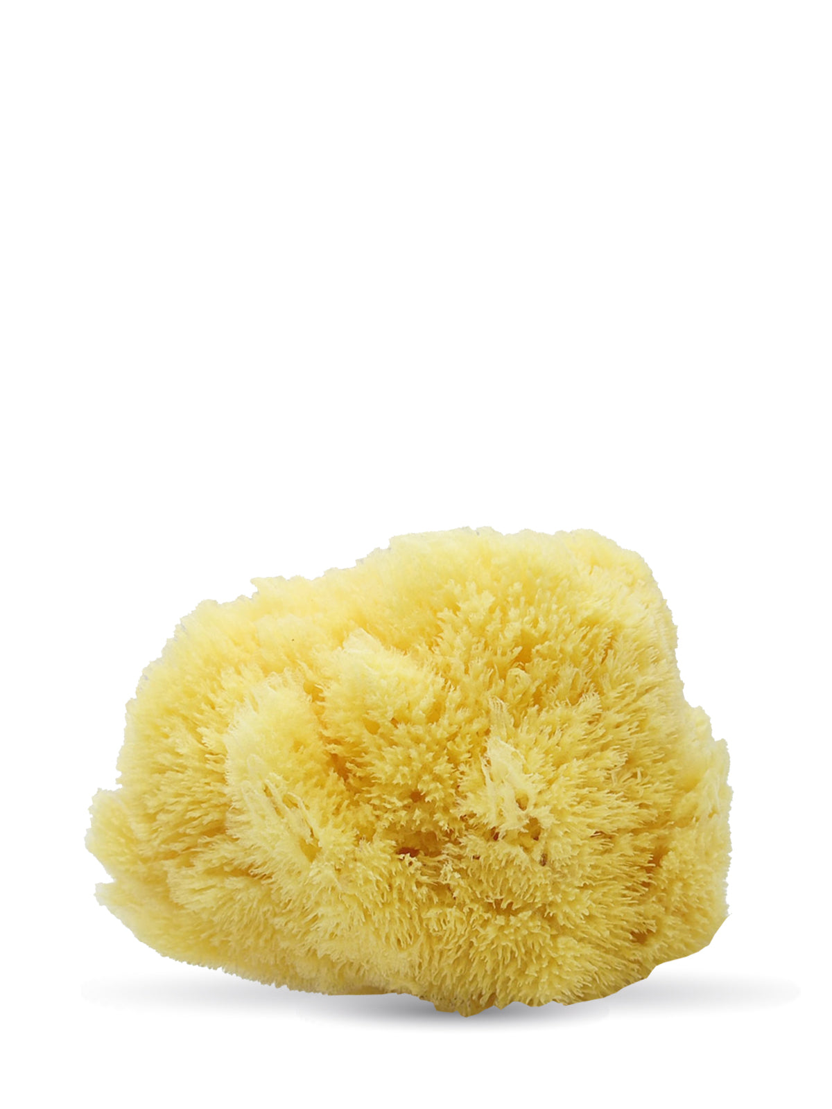 ספוג ים טבעי קטן - ספוג לתינוק