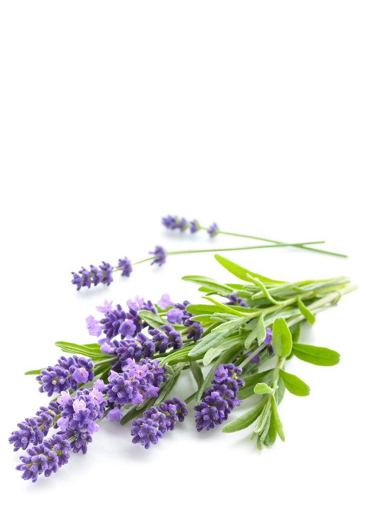שמן אתרי לבנדר | Lavandula angustifolia